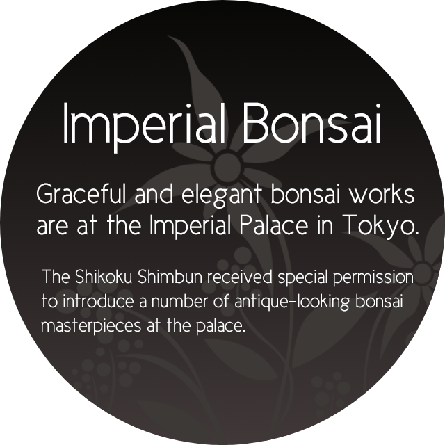 Graceful and elegant bonsai works are at the Imperial Palace in Tokyo.The Shikoku Shimbun received special permission to introduce a number of antique-looking bonsai masterpieces at the palace.