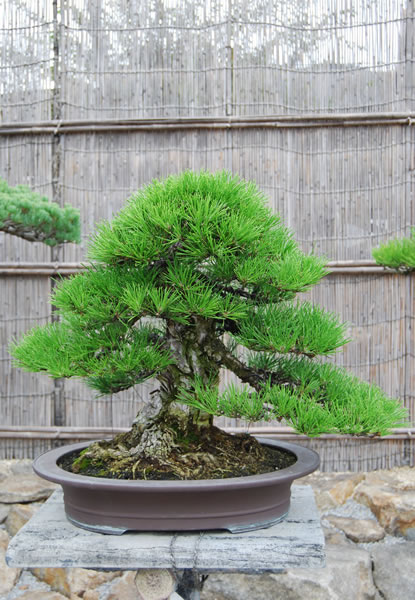  A kuromatsu (Japanese black pine) tree in a container at Shunshoen bonsai outlet in the Kokubunji area in the city of Takamatsu