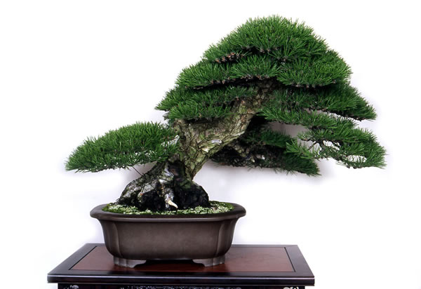 A kuromatsu (Japanese black pine) tree grown by Isamu Yano of Kanonji, Kagawa Prefecture, that was awarded the education minister's prize in last year's Green Festa Kokubunji bonsai fair