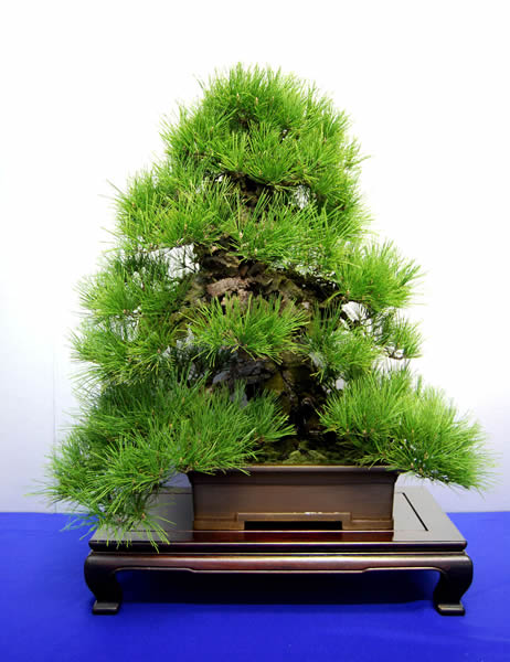 A nishiki-matsu tree in a container that was grafted in the 1920s and is placed at Senshoen bonsai garden