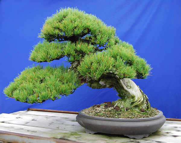 An about 300-year-old kuromatsu (Japanese black pine) tree at Kandaka Shojuen bonsai garden in the Kinashi area in the city of Takamatsu