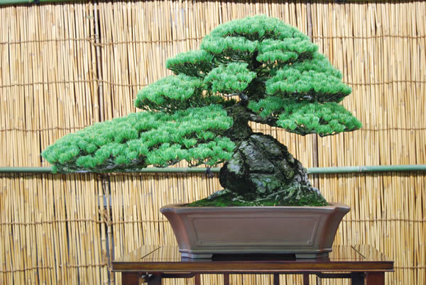 A goyomatsu (Japanese white pine) tree at Kandaka Shojuen bonsai garden in the Kinashi township in the city of Takamatsu. It is 56 centimeters high and about 80 years old.