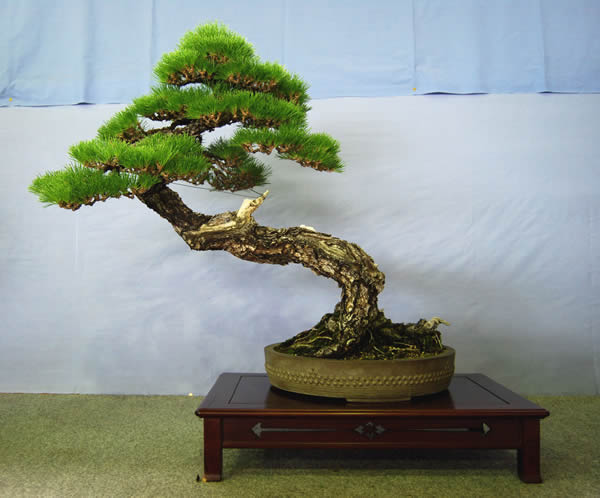 A kuromatsu tree at Ideue Kikkoen bonsai garden in the Kinashi township in the city of Takamatsu. It is 74 centimeters high and more than 40 years old after being picked from the wild.