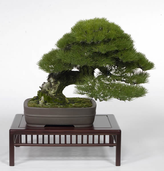 The kuromatsu tree that won the environment minister's prize. It is 46 centimeters high and about 80 years old. It is owned by Michiyo Yano from Onohara in the city of Kanonji, Kagawa Prefecture.