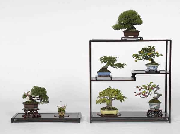 The ''shohin'' bonsai work that won the prize of the director general of the farm ministry's Agricultural Production Bureau. It is owned by Mitsuyuki Yamamoto from Shindencho in the city of Marugame, Kagawa Prefecture.