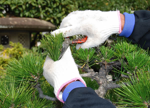 Cutting leaves from a kuromatsu (Japanese black pine) tree.