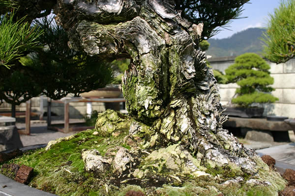 Beautifully split Mikihada (trunk surface) and Nebari (a condition of roots of a tree visible out of the surface of dirt)