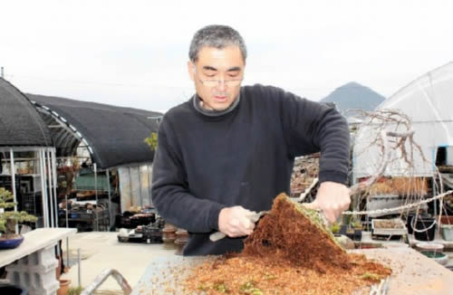 Hanazawa is removing soils of roots at Hanazawa Myoshun-en bonsai garden in Takamatsu's Kinashi town. 