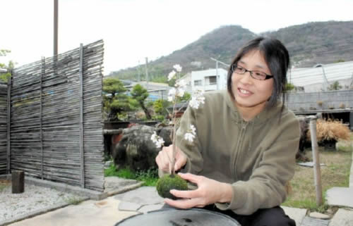 Michiko Hanazawa is making a Kokedama of cherry in Hanazawa Myoshunen bonsai garden in Takamatsu's Kinashi town.