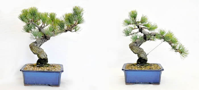 A young Goyomatsu tree (left) is changed by wiring..jpg