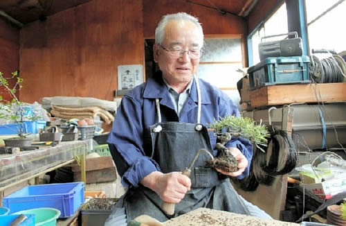 Removing almost all the old soils at Shoyuen bonsai garden in Takamatsu's Kokubunji town