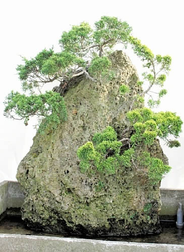 Shinpaku (Chinese Juniper) and Ogon Kashiwa (Golden Oak) planted in Suiganseki (Travertine) whose height is 78 centimeters