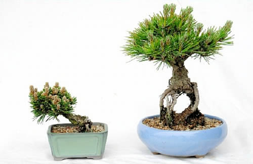 Kuromatsu "Kotobuki" grafted to Nishikimatsu (left) and Neagari of Nishikimatsu