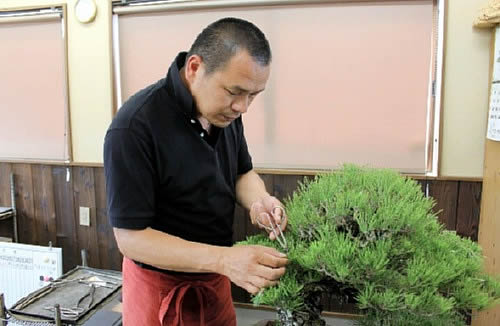 Yoichi Nakanishi cut the buds at Nakanishi Chinshoen bonsai garden in Takamatsu's Kinashi town.