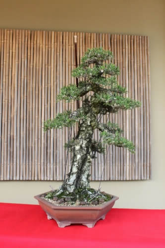 Kuromatsu (Japanese black pine) "Kotobuki" which Nakanishi is adapting by the tools