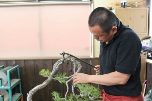 Nakanishi bent the trunk of Akamatsu (Japanese red pine) at Nakanishi Chinshoen bonsai garden in Takamatsu's Kinashi town.