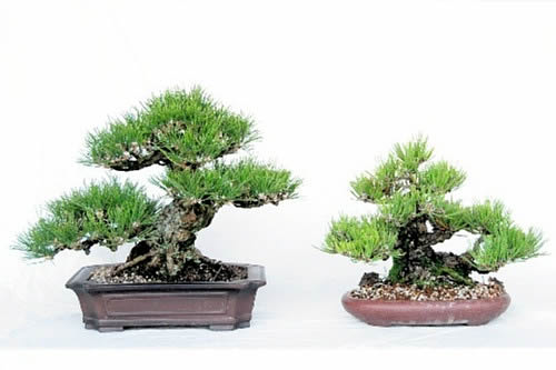 Shohin of Kuromatsu grown by Toriki