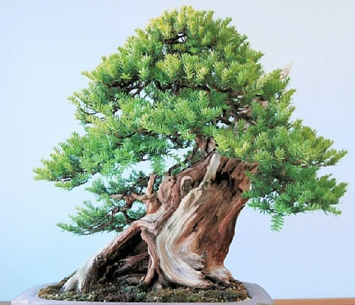 Old Ichii (Japanese yew) which Yamaji takes care in his bonsai garden