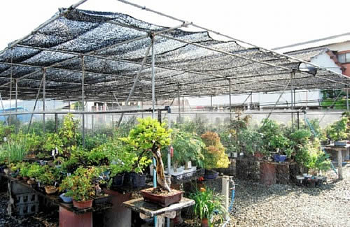 Automatic watering in cheesecloth at the bonsai center in Takamatsu's Kokubunji town