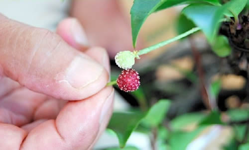 Cross-fertilization of Kadsura japonica