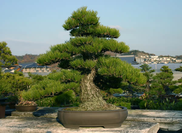 45-year-old Kuromatsu (Japanese black pine) grown