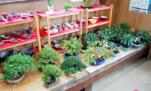 It is better to move Shohin and fruits indoor.