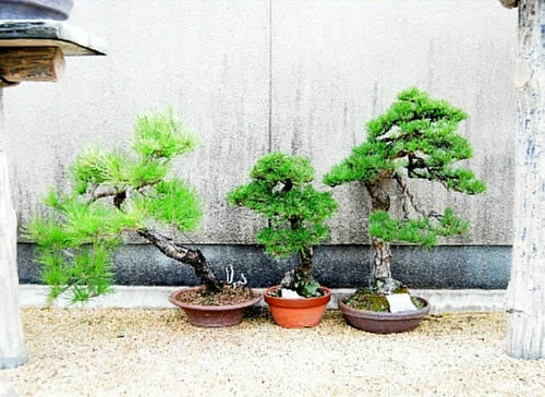 Some bonsai pots are moved to alongside the fence to shelter the strong wind.