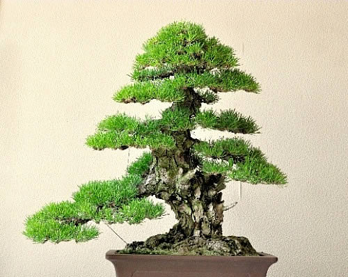 Mashima's Kuromatsu (Japanese black pine) won the silver prize