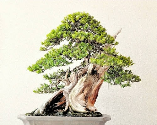 Yamaji's Ichii (Japanese yew) won the silver prize