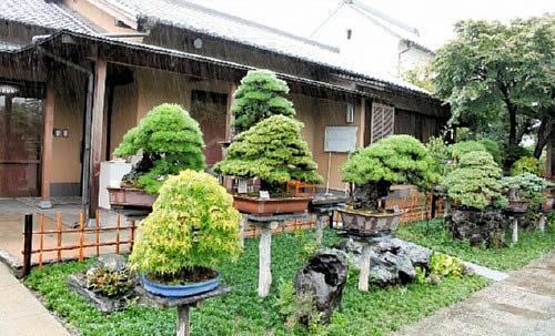 Area for bonsai masterpices