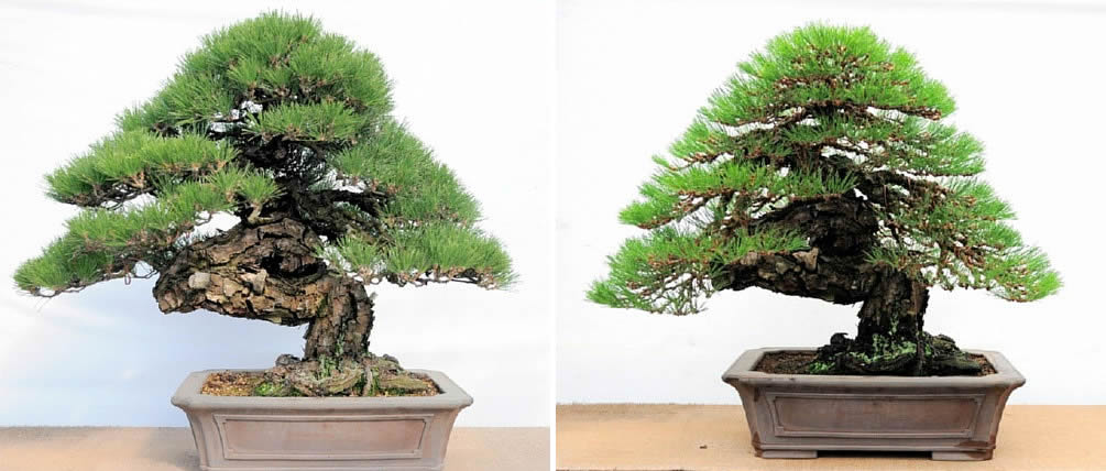 Tree before care (left) and after care