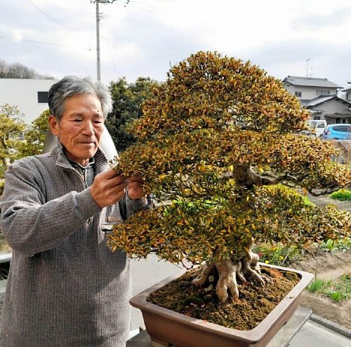 Ota taking care of "Nikko" which won the prize in Taikan-ten bonsai exhibition in Takamatsu's Aji town