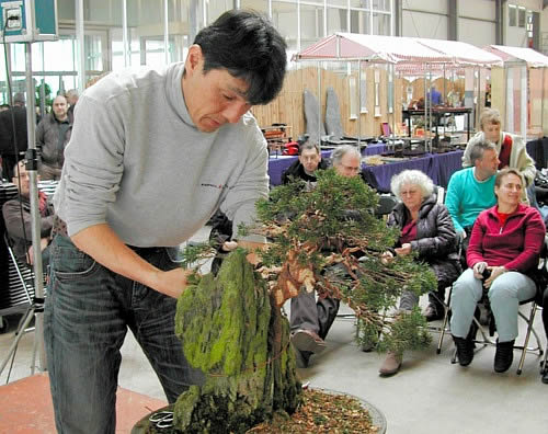 Hiramatsu's demonstration of adaptation of Chinese juniper