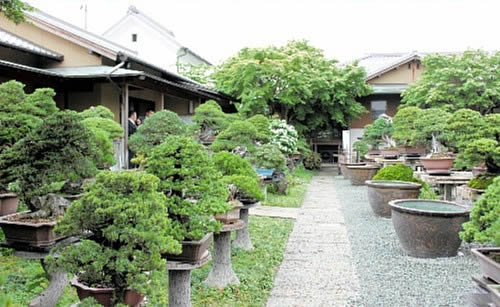 Takasago-an Bonsai Garden is attracted attention from all over the world.