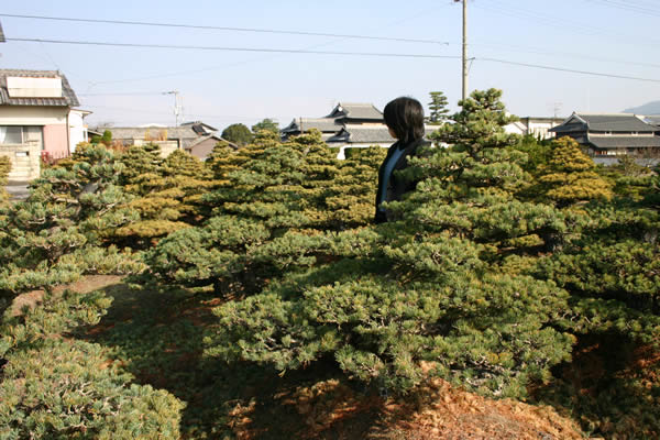 Goyomatsu (Japanese white pine) over 100 years ol