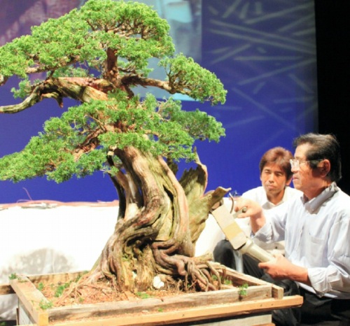 Some bonsai masters like Masahiko Kimura (right) show their great technique in demonstrations