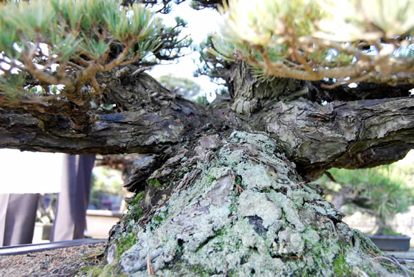 The grafted part of Goyomatsu (Japanese white pine) was hidden through the years.