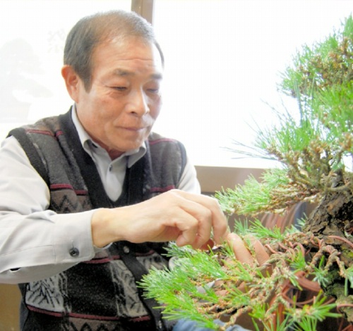 Hiramatsu, wiring the Japanese black pine at Seijuen bonsai garden in Takamatsu's Kokubunji town