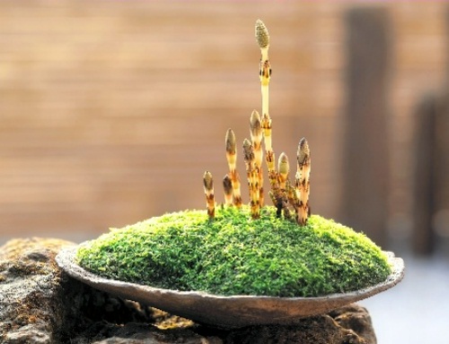 Potted Tsukushi, a symbol of the beginning of spring