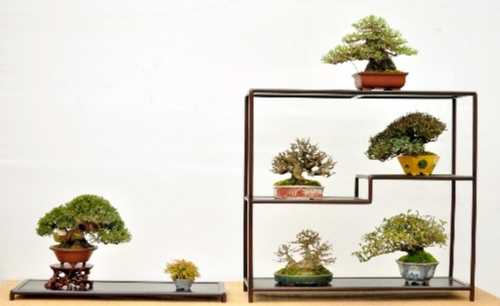 7 trees' display accepted in the Sakufu Bonsai Exhibition (Owned by Mr. Minoru Yamada in Kagawa's Sanuki city)