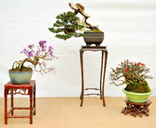 Shohin of Murasaki Shikibu, Shinpaku (Chinese juniper), and Chojubai (from left)