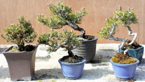 Senjuhime grafted 3 to 5 years ago