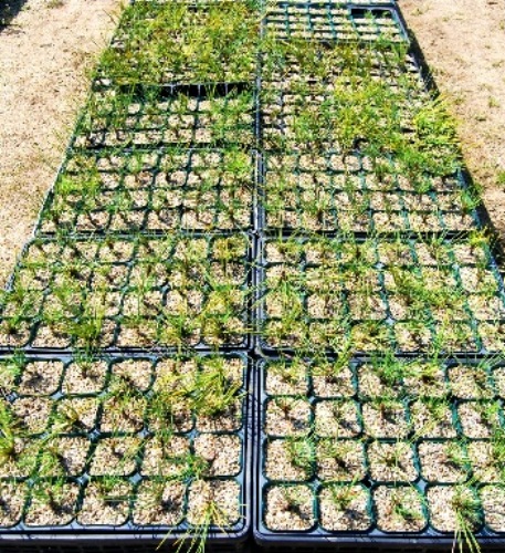 Young trees planted in pots