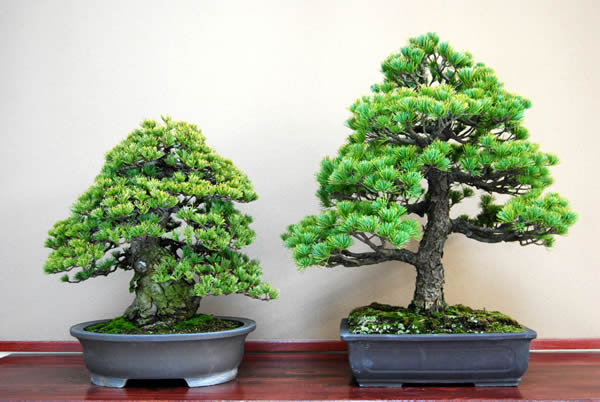 Nasu Goyomatsu (right) and mature tree of Zuisho (left)