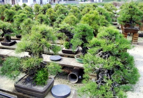 There are many old trees of Nishikimatsu in Senshoen bonsai garden.