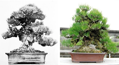 the then Nishikimatsu displayed in the 45th Kokufu-ten bonsai exhibition (left) and the current shape