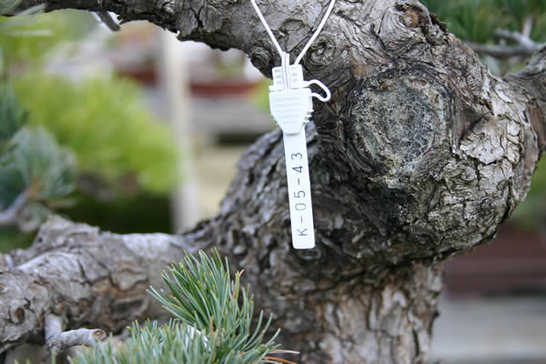 The pine tree for export has tag of Customs.