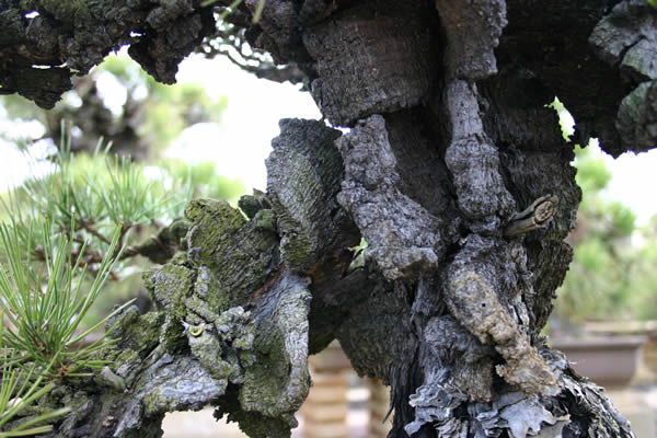 Beautifully split trunk grafted 60 years before