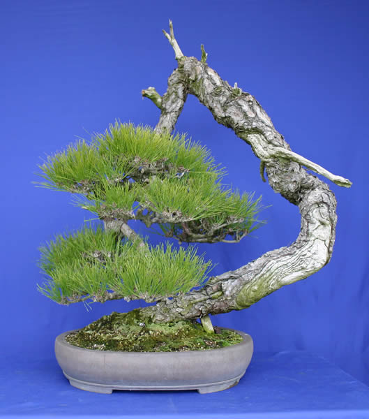 Japanese red pine from an island of Seto Inland Sea