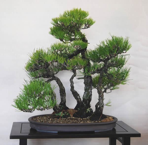 Completed Yoseue at Seijuen bonsai garden in Takamatsu's Kokubunji town